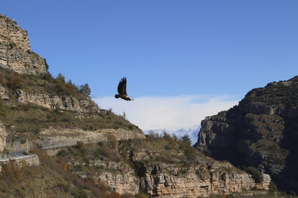 Cañón del Leza